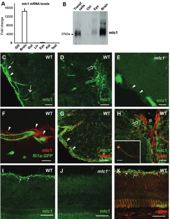 Figure 4. mlc1 expression and localization pattern in adult zebrafish. (A) qPCR with RNA from adult tissues shows the expression of mlc1 almost exclusively in the brain, and at a lesser level in the eye