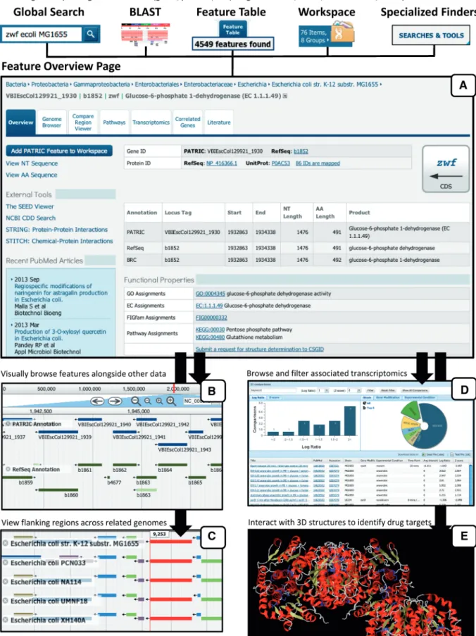 Figure 1. Integration and displays of different data types at the level of the gene. PATRIC provides various methods to search for individual genes that lead to a landing page where data are summarized (A) and also provides access to a variety of gene-cent