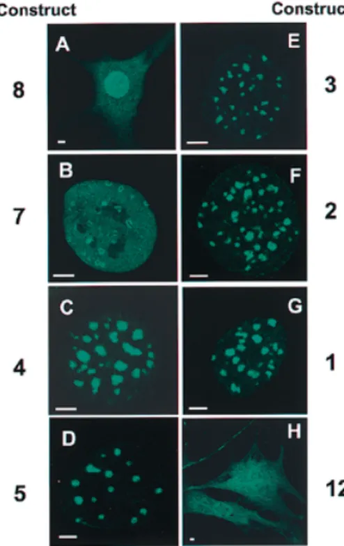 Figure 2. EGFP fluorescence from the MTase fusion constructs. Cells stably transfected with the constructs using the tetracycline-regulated expression vectors were cultured on glass coverslips and induced for expression for 24 h