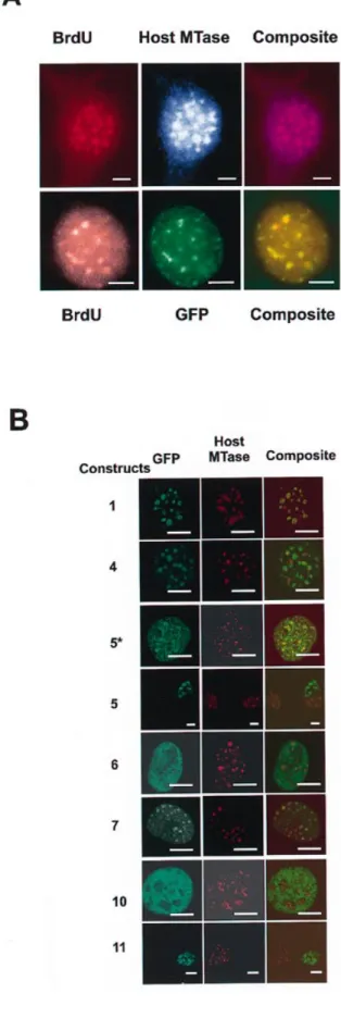 Figure 3. Co-localization of host DNA MTase with replication foci and the MTase–EGFP fusion protein