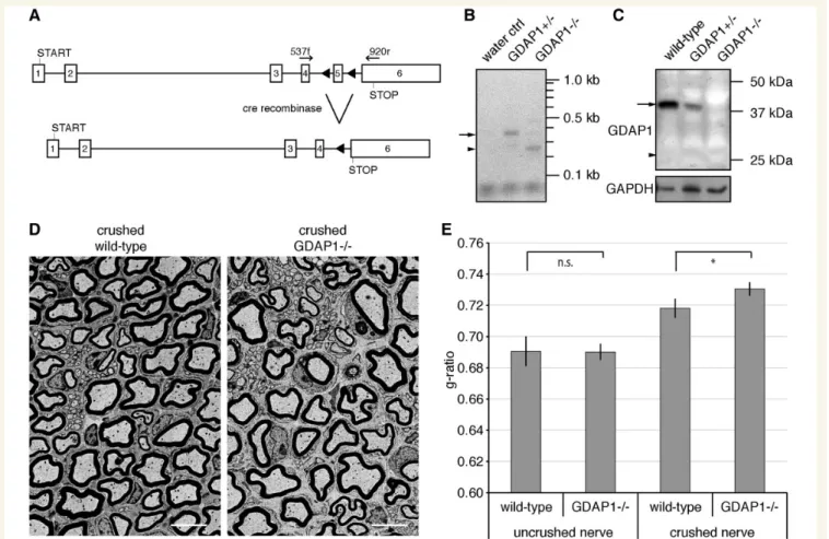 Figure 1 Gdap1 / animals display hypomyelination after nerve crush. (A) The ablation of exon 5 in the Gdap1 locus generates a premature stop codon in exon 6 as a result of a frame shift (triangles: introduced loxP sites; START: translation start codon; STO