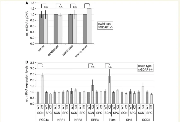 Figure 4 Mitochondrial DNA biogenesis is increased in sciatic nerves of Gdpa1 / mice. (A) DNA of the indicated tissues was isolated from 19-month-old Gdap1 / and wild-type mice