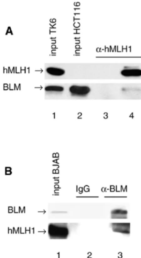 Figure 1. YTH interactions. (A) Schematic representation of BLM. The two acidic domains (striped), the helicase domain (black), the HRDC domain (stippled) and the two putative nuclear localisation signals (arrow) are  indi-cated
