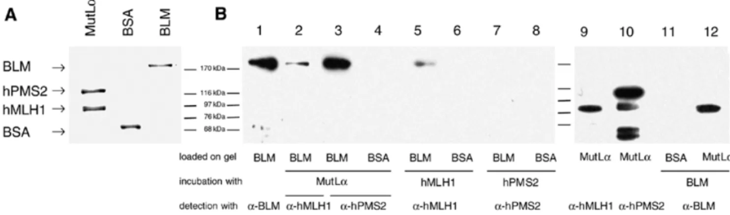 Figure 3 shows that BLM protein could be detected with anti- anti-bodies against both hMLH1 (lane 2) and hPMS2 (lane 3) after incubation with the purified MutLα complex, but only hMLH1 alone (lane 5), and not hPMS2 (lane 7), could bind to BLM.