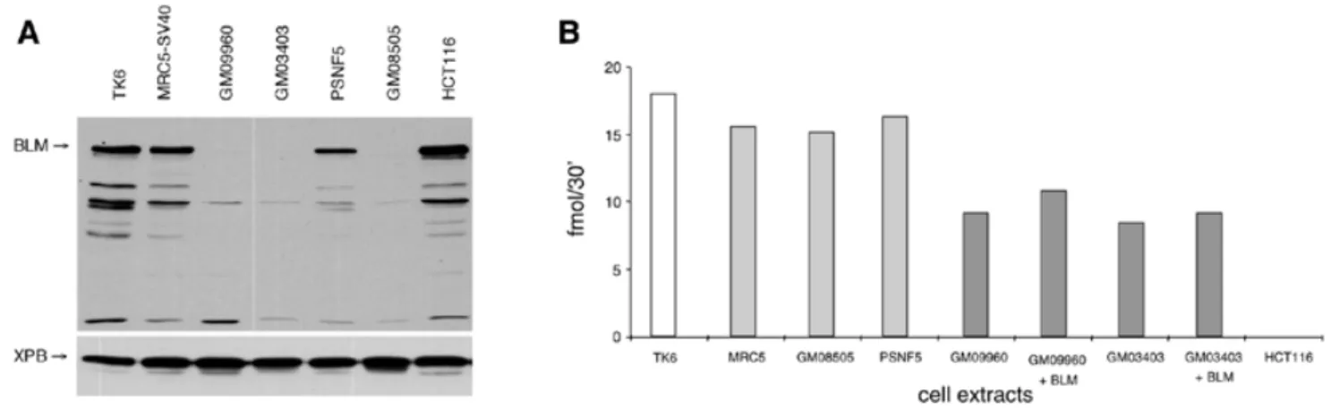 Figure 6. In vitro MMR efficiency of BS cell lines. (A) Western blot showing the absence of BLM protein in the BS cell lines