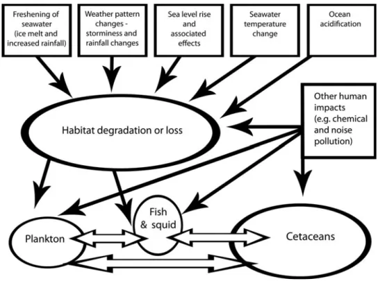 Fig. 1. A simpliﬁed representation of the main impacts of climate change on cetaceans.