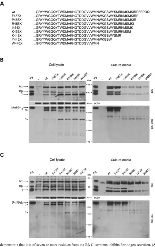 Figure 1. Serial truncations demonstrate that loss of seven or more residues from the Bb C-terminus inhibits fibrinogen secretion