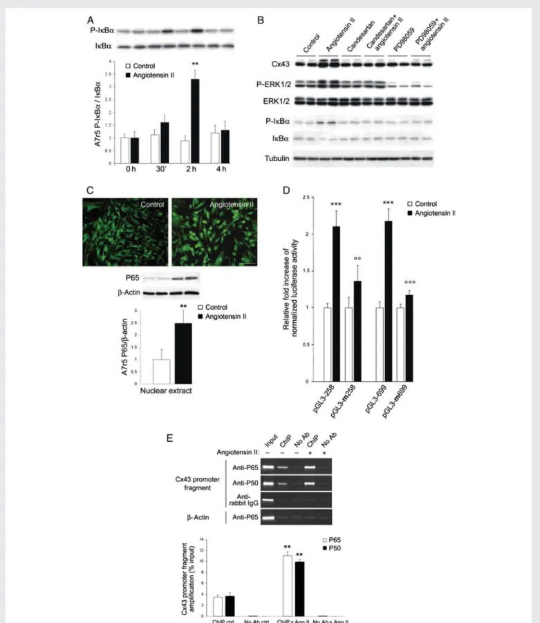 Figure 6 The AngII-induced increase in Cx43 requires the activation of ERK and NF-kB pathways