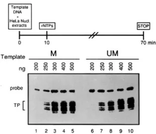 Figure  2 shows the effect of increasing concentrations of methylated and non-methylated templates on the transcription
