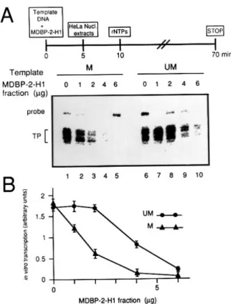Figure 4. (A) Gel shift competition assay of MDBP-2-H1–DNA complex with increasing concentrations of methylated or unmethylated oligonucleotide (double-stranded oligonucleotide containing the MDBP-2-H1 binding site at nucleotide positions +2 to +34 of vite