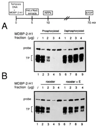 Figure 5. (A) Effect of the addition of dephosphorylated MDBP-2-H1 to the in vitro transcription system