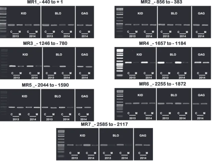 Fig. 6.  Identification of regions in the promoter of MdMYB10 with different methylation levels between KID and BLO using the McrBC-PCR approach
