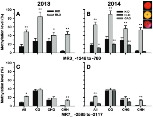 Fig. 7.  Bisulfite sequencing analysis of cytosine methylation levels of MdMYB10 promoter in the skin samples of KID and BLO fruit collected in 2013  and 2014