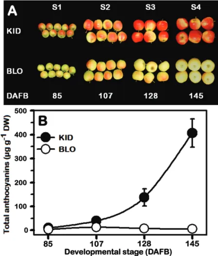 Fig. 1.  (A) Close-up views of KID and BLO fruit at four developmental stages (S1–S4) used for anthocyanin quantification, transcriptome profiling and  methylation assays