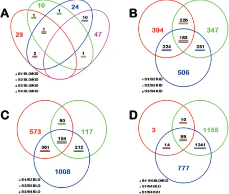 Fig. 2.  Venn diagram representation of the number of differentially expressed genes (DEGs) identified by RNA-seq analysis in the skin tissues of BLO  and KID fruit