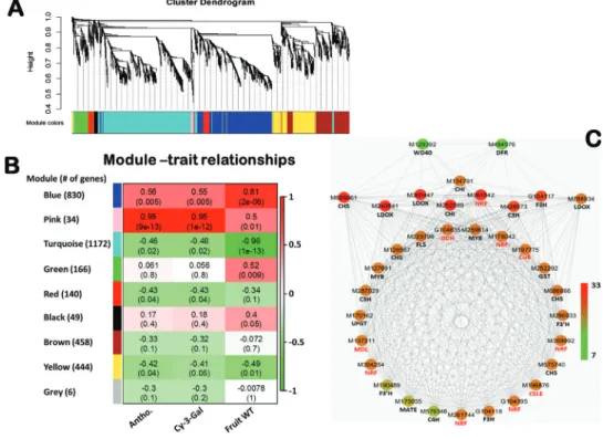 Fig. 3.  Weighted gene co-expression network analysis (WGCNA) of differentially expressed genes (DEGs) identified from the two ‘Gala’ strains over four  developmental stages