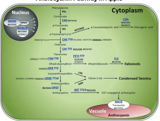 Fig. 4.  Diagram of the flavonoid/anthocyanin pathway assigned with 24 genes from the WGCNA module ‘Pink’