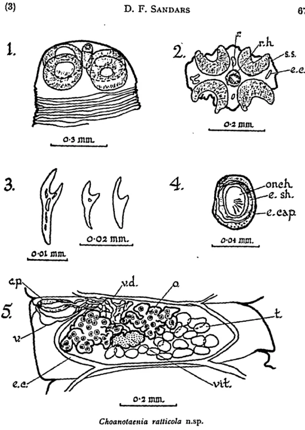 Fig. I.—Scolex. Fig. 2.—^Transverse section of scolex showing suckers and rostellum. Fig