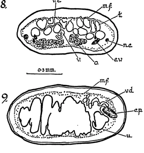 Fig. 8.—Transverse section of mature proglottid.