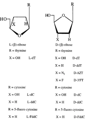 Figure 1. Structure of the D-(β)- and L-(β)-nucleosides and their analogs used in this study.