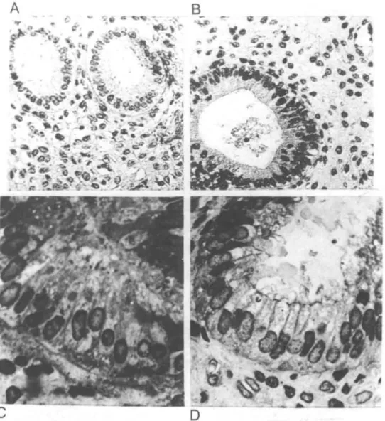 Fig. 1. Glands in endometrium fiinctionalis on day 6 after ovulation from non-mated (A, C), and conception (B, D) cycles of rhesus monkeys