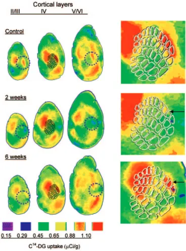 Figure 2D illustrates spatio-temporal maps obtained by analyzing responses before and after cortical injury