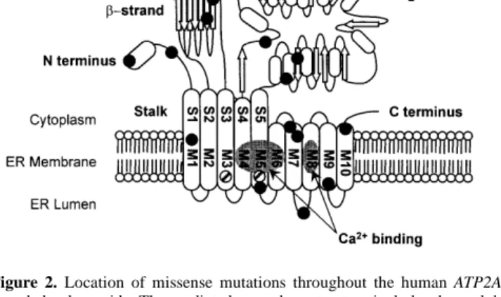 Figure 2. Location of missense mutations throughout the human ATP2A2- ATP2A2-encoded polypeptide