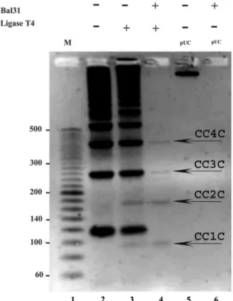 Figure 7. Bal31 nuclease detects a destabilized duplex DNA structure in covalently closed supercoiled DNA molecules but does not reveal the presence of kinks in 94-bp covalently closed DNA minicircles