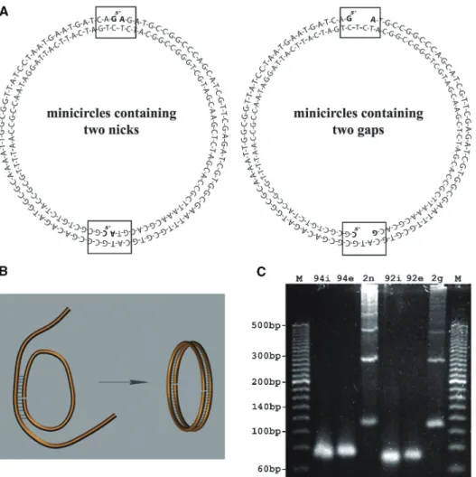 Figure 3 presents a stereo pair of micrographs showing doubly gapped DNA minicircles that were suspended