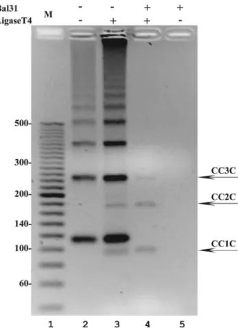 Figure 2. The formation and puriﬁcation of 94-bp-long covalently closed DNA minicircles