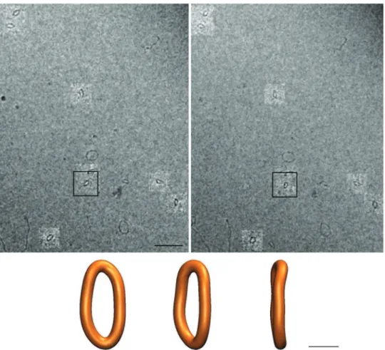 Figure 3. A pair of stereo micrographs with the highlighted regions showing the corresponding DNA minicircles and the reconstructed 3D shape of one of the imaged minicircles