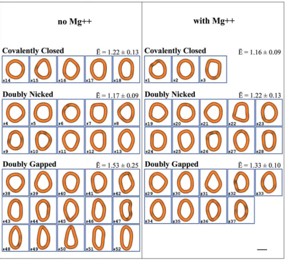 Figure 4. The gallery of reconstructed shapes of covalently closed, doubly nicked and doubly gapped DNA minicircles that were imaged either in low salt solutions providing moderate screening of electrostatic repulsion between DNA segments (left panel) or i