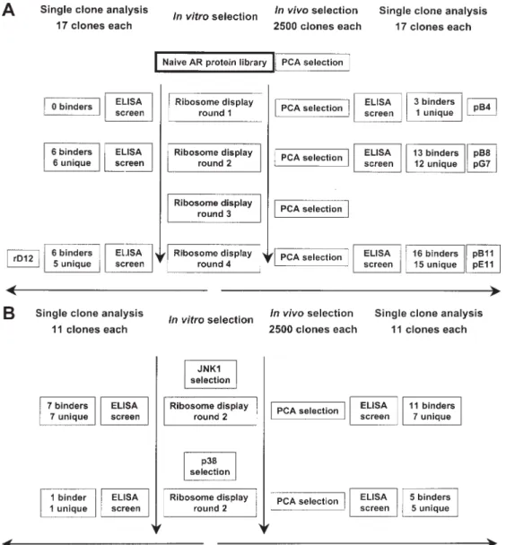 Fig. 1. Schematic representation of the selection and analysis strategy. (A) JNK2 selection