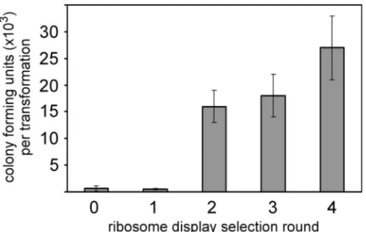 Fig. 2. In vivo PCA screen after each JNK2 ribosome-display selection round.
