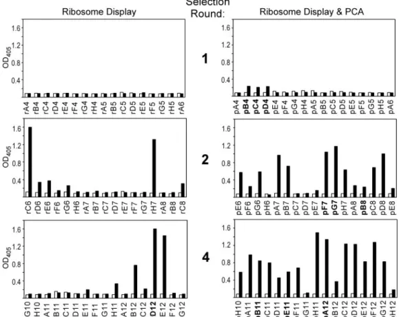 Figure 3). In addition, two binders were found in either selection (pE8 = rC6, pF7 = pA12 = rD12).