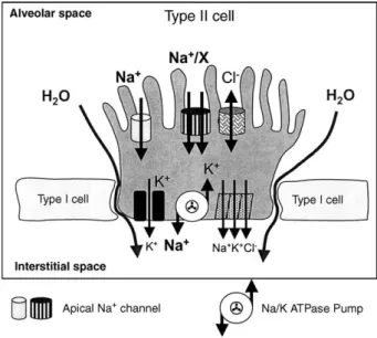 Fig. 5. Mechanism of pulmonary capillary leak in HAPE. Elevated pulmonary capillary pressure (Pc) cause progressive distension of the vessel wall leading to opening of endothelial and epithelial gaps through which first proteins and later red blood cells l