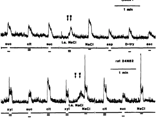 Fig. 1. All responses, except the ones marked with arrows, were the results of oral taste stimulation The top record was derived from a monkey while the bottom one is from a rat