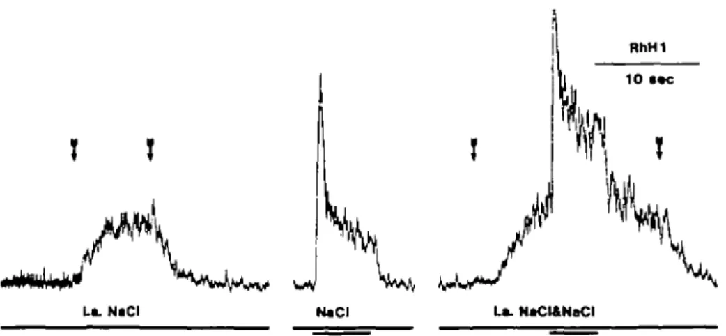 Fig. 2. From the left the traces show the response to intralingual 0.4 M NaCI, oral 0.1 M NaCI, and oral 0.1 M NaCI during intralingual 0.4 M NaCI stimulation