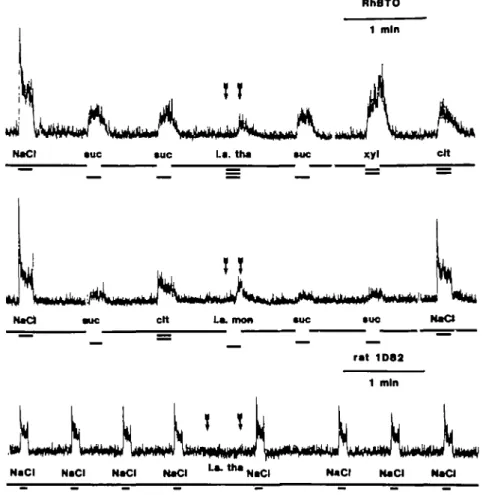 Fig. 3. Intralingual stimulation, indicated by the arrows, with 0.04% w/v thaumatin and 0.04% w/v monellin in a monkey (top) and a rat (bottom)