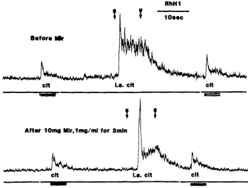 Fig. 6. Recordings before and after intralingual administration with a total of 10 mg of miraculin in a monkey.