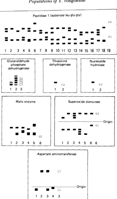 Fig. 2. Banding patterns of enzymes which were electrophoretically invariant amongst the Kilifi stocks