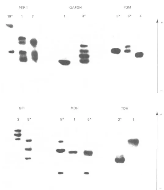 Fig. 3. An enzyme type number with an asterisk denotes a banding pattern which was present in the Kilifi stocks and the two Muhaka stocks