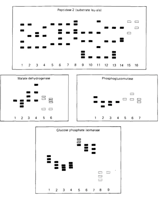 Fig. 4. Banding patterns of enzymes which were electrophoretically variant amongst the Kilifi stocks