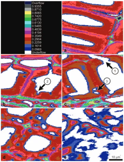 Figure 2 Representative UV microscopic scanning profiles of Norway spruce latewood tracheids after zero (a), 7 (b), 9 (c), 12 (d), and 32 (e) weeks of incubation with Physisporinus vitreus