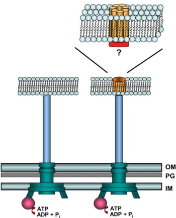 Fig. 2. The T3S traslocation pore. A model for formation of the T3S translocation pore is schematically shown