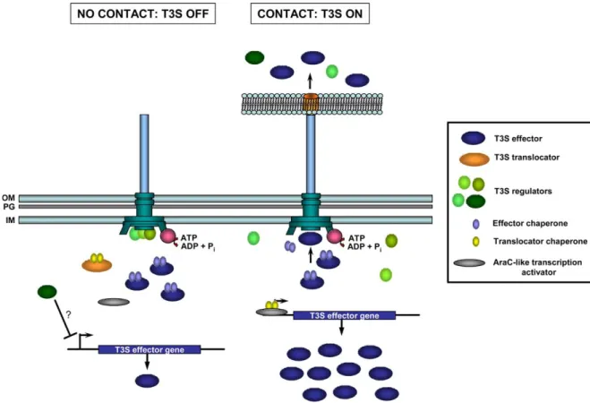Fig. 3. Regulation of T3S. A general model on the mechanisms that were described to control T3S is shown