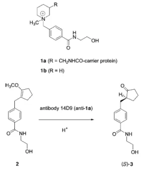 Fig. 1. Enantioselective protonation catalyzed by antibody 14D9.