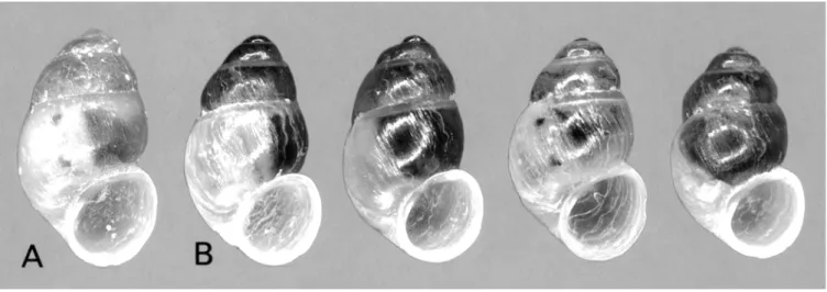 Table 1. Shell morphometry of G. quadrifoglio new species. Measurements are in mm.