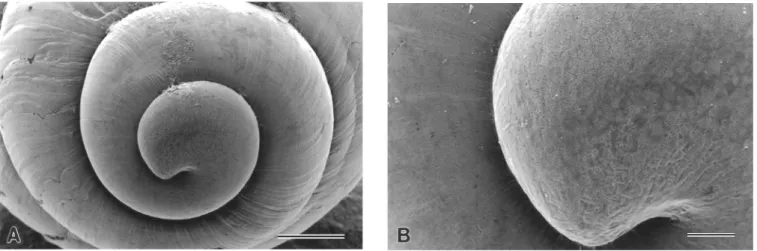Figure 2. Apical view of shell. A. Protoconch. B. Structure of protoconch. Scale bars: A  100 µm; B  20  m.