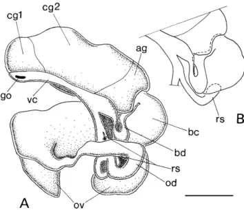 Figure 6. Penes. A, B. Normal. C. Teratological penis with doubled tip. Scale bar  50 m.